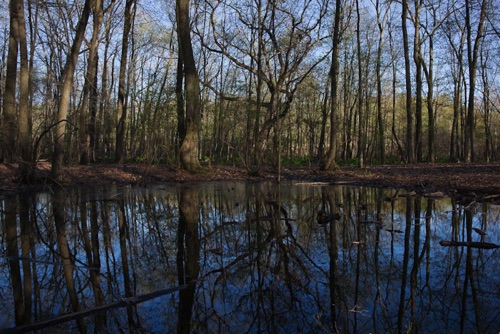 Vernal Pond, Great Swamp National Wildlife Refuge, NJ BW (LUM).jpg Vernal Pond, Great Swamp National Wildlife Refuge, NJ BW (LUM).jpg